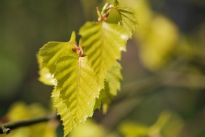 Betula pendula 'Golden Cloud'- bříza bělokorá 'Golden Cloud' - jarní listy (4)